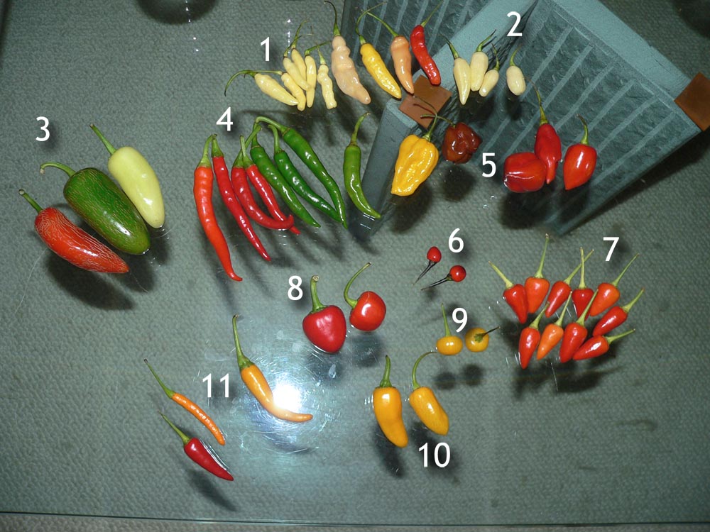 Growing thai peppers